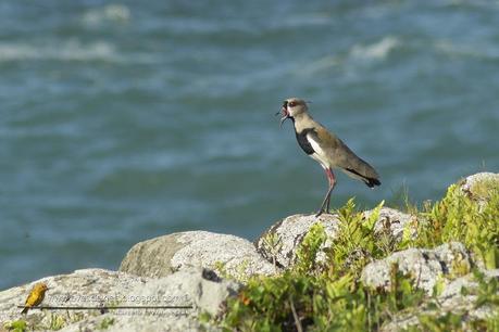 Quero quero (Southern lapwing) Vanellus chilensis
