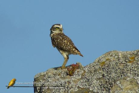Coruja-buraqueira (Burrowing owl) Athene cunicularia