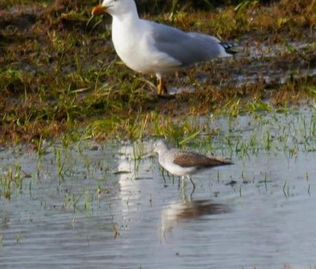 El archibebe claro y el halcón