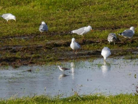El archibebe claro y el halcón