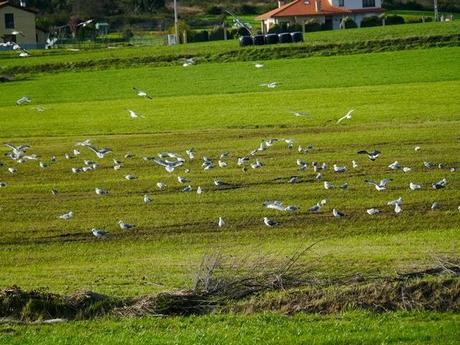 El archibebe claro y el halcón