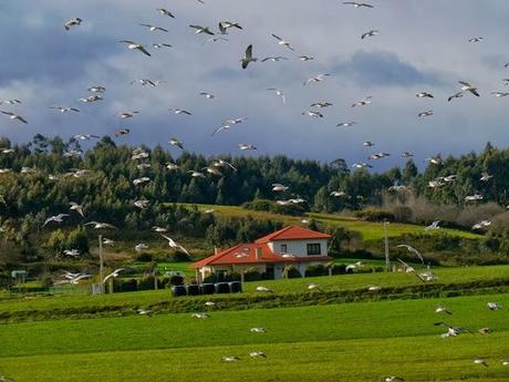 El archibebe claro y el halcón