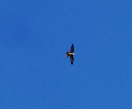 El archibebe claro y el halcón