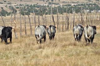 Los toros de De Haro para este domingo y paseo por la ganadería