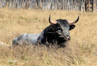 Los toros de De Haro para este domingo y paseo por la ganadería