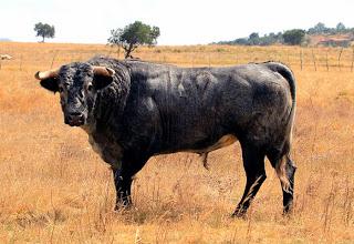 Los toros de De Haro para este domingo y paseo por la ganadería