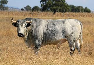 Los toros de De Haro para este domingo y paseo por la ganadería