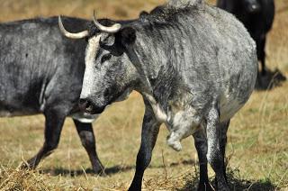 Los toros de De Haro para este domingo y paseo por la ganadería