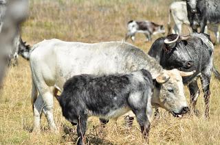 Los toros de De Haro para este domingo y paseo por la ganadería