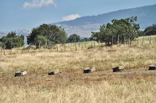 Los toros de De Haro para este domingo y paseo por la ganadería