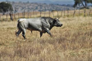 Los toros de De Haro para este domingo y paseo por la ganadería