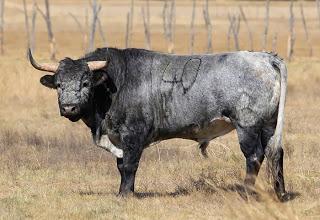 Los toros de De Haro para este domingo y paseo por la ganadería