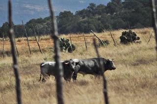 Los toros de De Haro para este domingo y paseo por la ganadería