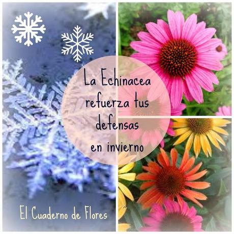 ¿Te acatarras con frecuencia? La Echinacea mejora tus defensas