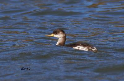 NAVEGANDO POR EL ESTUARIO