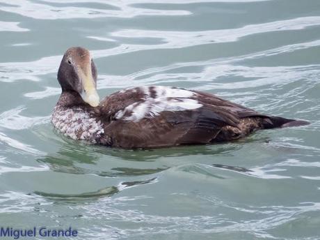 TXINGUDI Y HONDARRIBIA,AL MAL TIEMPO BUENAS CARAS.