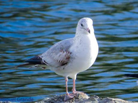 TXINGUDI Y HONDARRIBIA,AL MAL TIEMPO BUENAS CARAS.