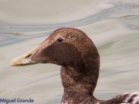 TXINGUDI Y HONDARRIBIA,AL MAL TIEMPO BUENAS CARAS.