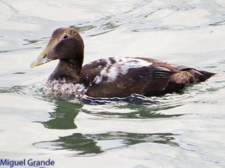 TXINGUDI Y HONDARRIBIA,AL MAL TIEMPO BUENAS CARAS.