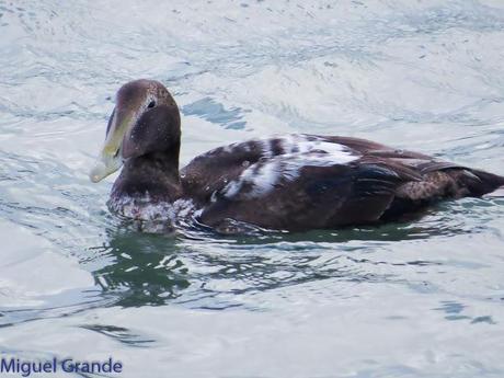 TXINGUDI Y HONDARRIBIA,AL MAL TIEMPO BUENAS CARAS.