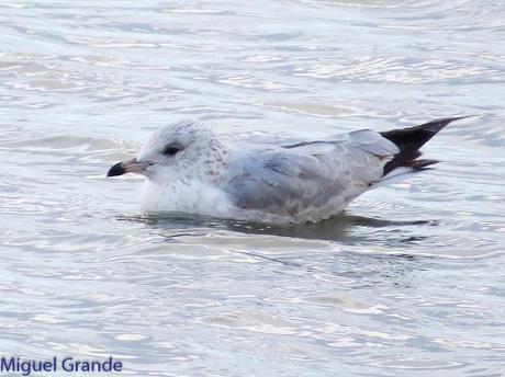 TXINGUDI Y HONDARRIBIA,AL MAL TIEMPO BUENAS CARAS.