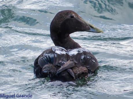 TXINGUDI Y HONDARRIBIA,AL MAL TIEMPO BUENAS CARAS.