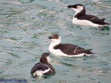 TXINGUDI Y HONDARRIBIA,AL MAL TIEMPO BUENAS CARAS.