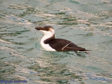 TXINGUDI Y HONDARRIBIA,AL MAL TIEMPO BUENAS CARAS.