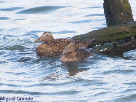 TXINGUDI Y HONDARRIBIA,AL MAL TIEMPO BUENAS CARAS.