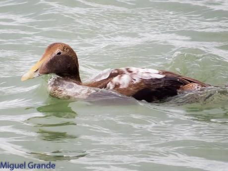 TXINGUDI Y HONDARRIBIA,AL MAL TIEMPO BUENAS CARAS.