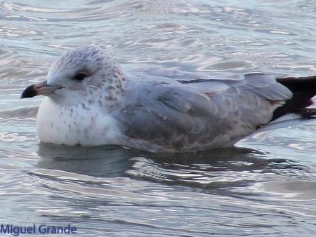 TXINGUDI Y HONDARRIBIA,AL MAL TIEMPO BUENAS CARAS.