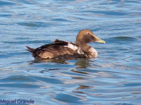 TXINGUDI Y HONDARRIBIA,AL MAL TIEMPO BUENAS CARAS.