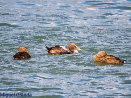 TXINGUDI Y HONDARRIBIA,AL MAL TIEMPO BUENAS CARAS.