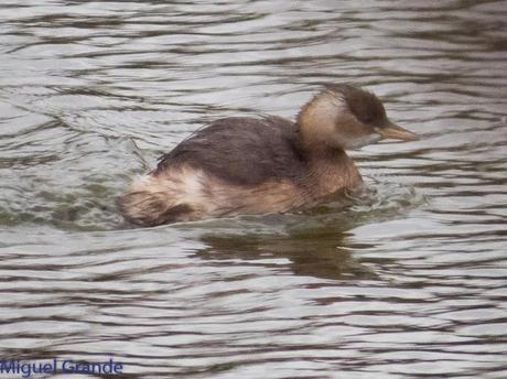 TXINGUDI Y HONDARRIBIA,AL MAL TIEMPO BUENAS CARAS.