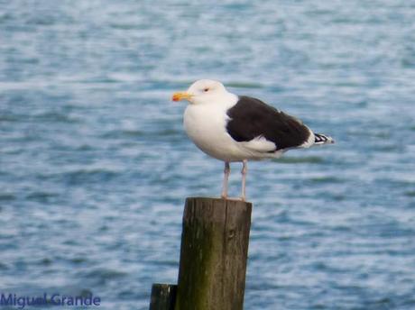 TXINGUDI Y HONDARRIBIA,AL MAL TIEMPO BUENAS CARAS.