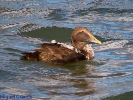 TXINGUDI Y HONDARRIBIA,AL MAL TIEMPO BUENAS CARAS.