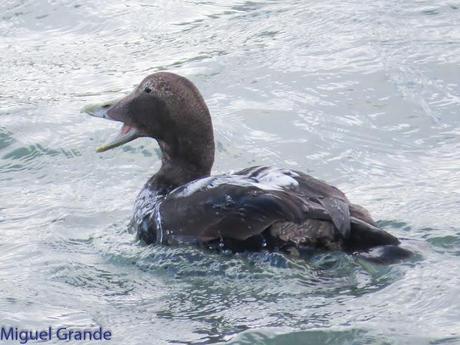 TXINGUDI Y HONDARRIBIA,AL MAL TIEMPO BUENAS CARAS.