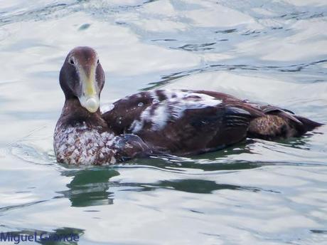 TXINGUDI Y HONDARRIBIA,AL MAL TIEMPO BUENAS CARAS.