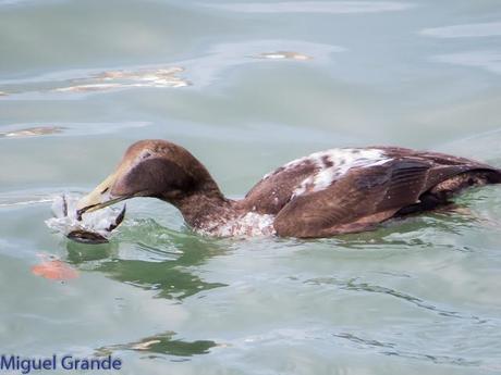 TXINGUDI Y HONDARRIBIA,AL MAL TIEMPO BUENAS CARAS.