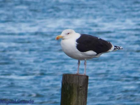 TXINGUDI Y HONDARRIBIA,AL MAL TIEMPO BUENAS CARAS.