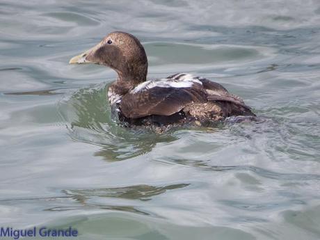 TXINGUDI Y HONDARRIBIA,AL MAL TIEMPO BUENAS CARAS.