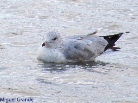 TXINGUDI Y HONDARRIBIA,AL MAL TIEMPO BUENAS CARAS.