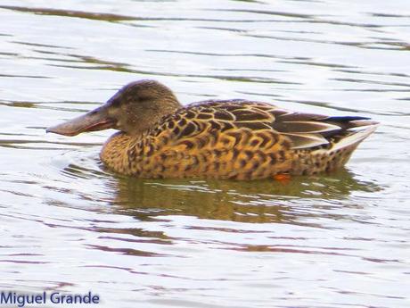 TXINGUDI Y HONDARRIBIA,AL MAL TIEMPO BUENAS CARAS.