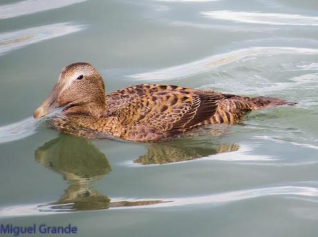 TXINGUDI Y HONDARRIBIA,AL MAL TIEMPO BUENAS CARAS.