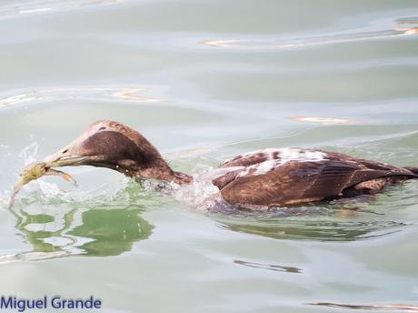 TXINGUDI Y HONDARRIBIA,AL MAL TIEMPO BUENAS CARAS.