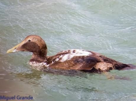 TXINGUDI Y HONDARRIBIA,AL MAL TIEMPO BUENAS CARAS.