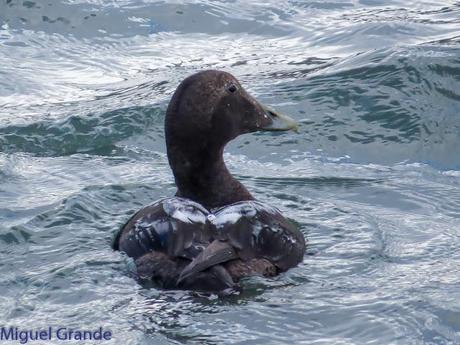 TXINGUDI Y HONDARRIBIA,AL MAL TIEMPO BUENAS CARAS.