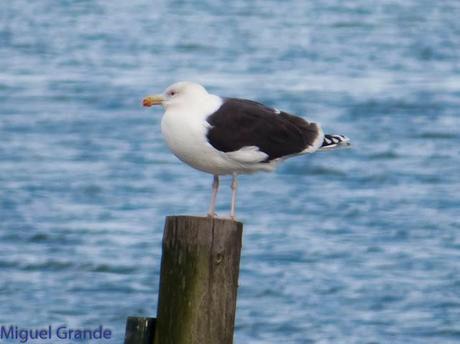 TXINGUDI Y HONDARRIBIA,AL MAL TIEMPO BUENAS CARAS.