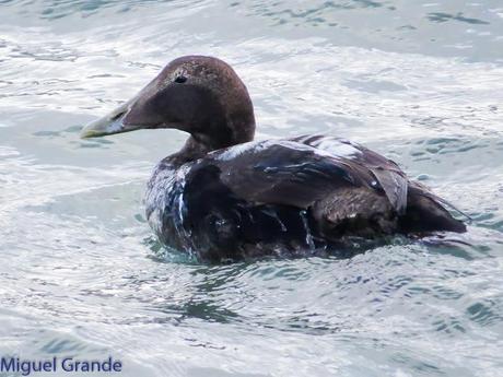 TXINGUDI Y HONDARRIBIA,AL MAL TIEMPO BUENAS CARAS.