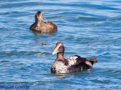 TXINGUDI Y HONDARRIBIA,AL MAL TIEMPO BUENAS CARAS.